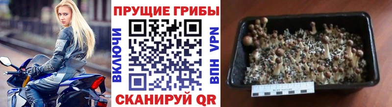 где купить наркоту  Вуктыл  кракен вход  Галлюциногенные грибы MAGIC MUSHROOMS 
